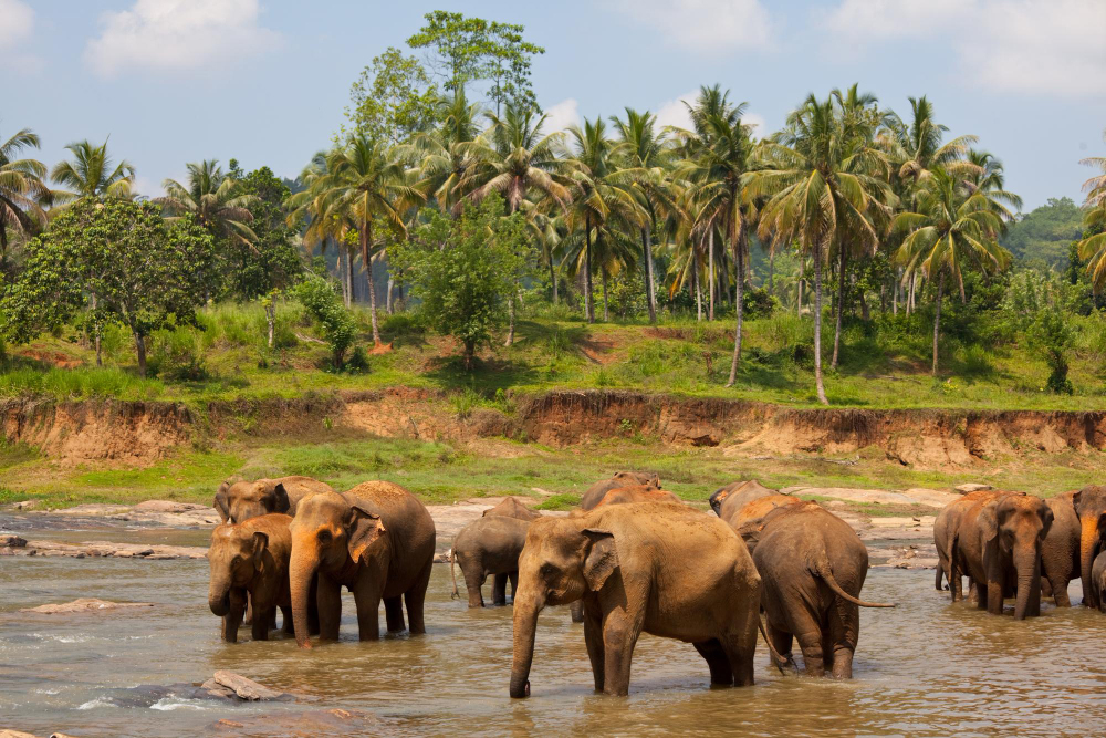 best deals for wayanad stays in kerala