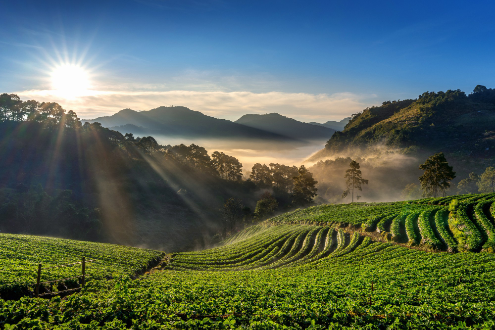 best deals for munnar and allepey in kerala